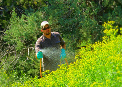 spraying leafy spurge