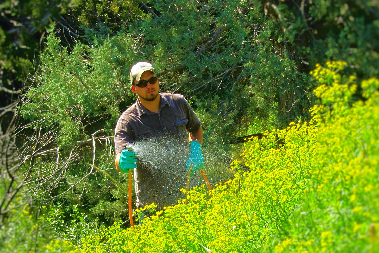 Spraying Leafy Spurge e1735831137777