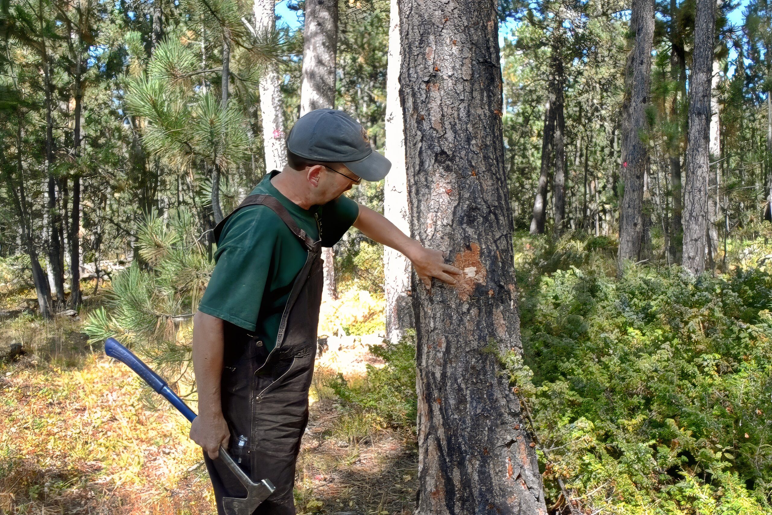 forestry tree inspection scaled