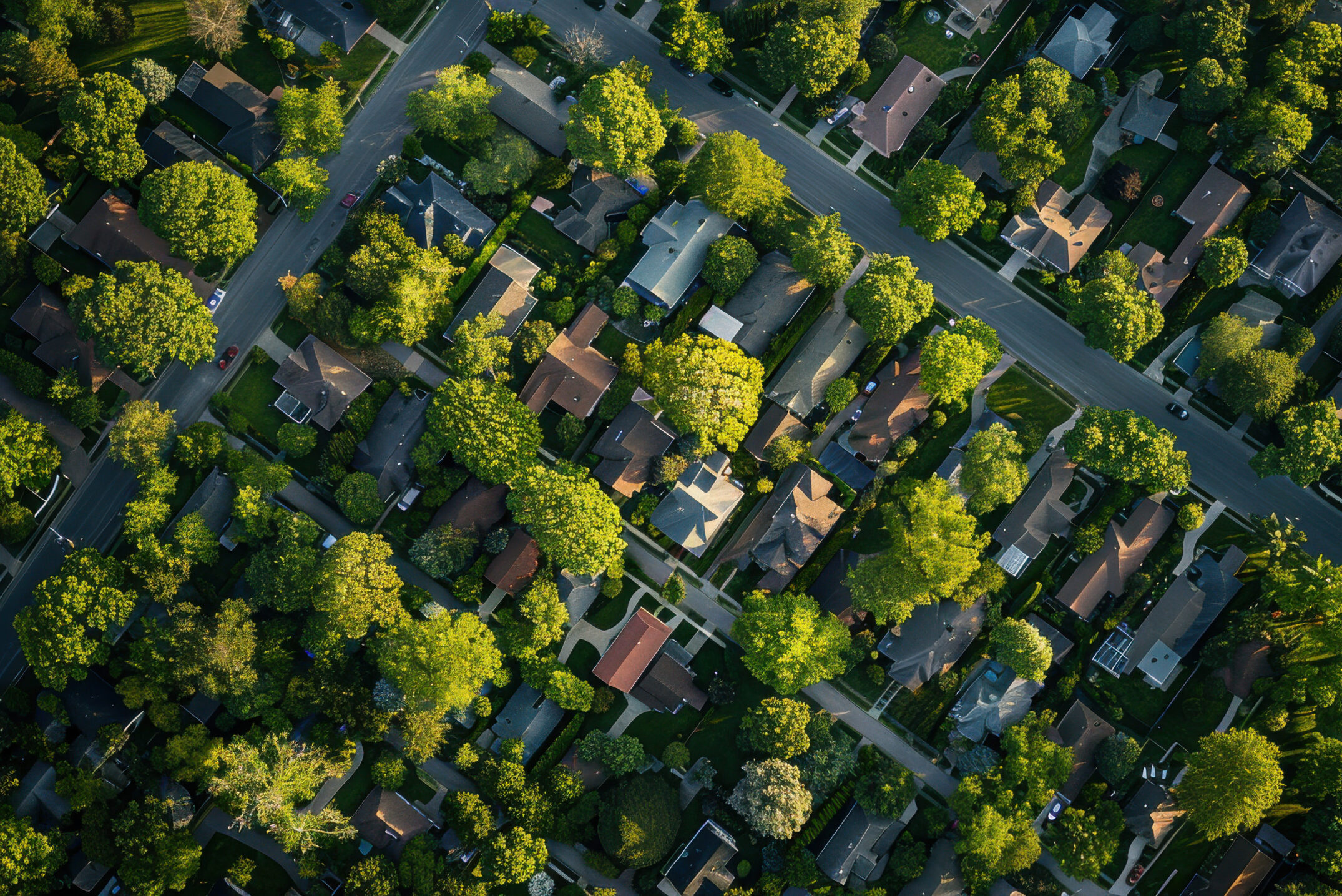 Urban Forestry scaled e1735833700214