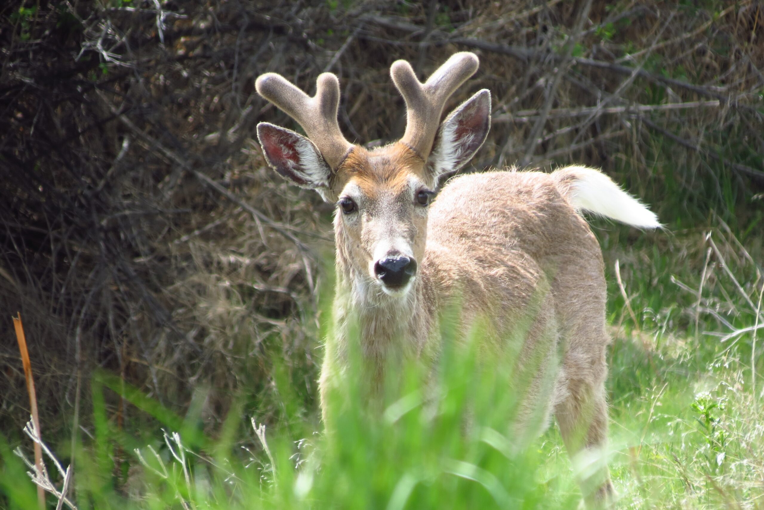 Wildlife Management scaled