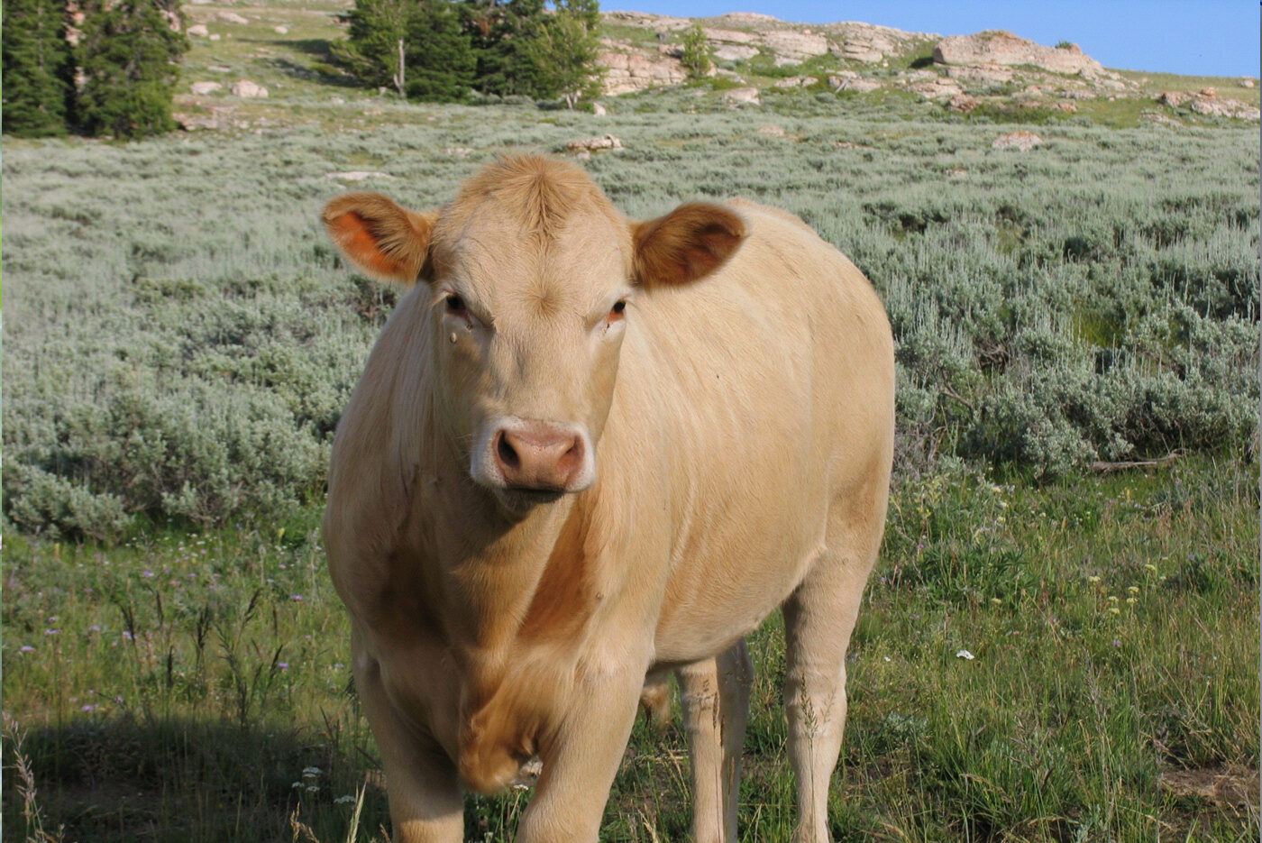 livestock e1735835151563