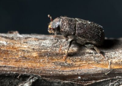 Coordinating a Response to Pine Beetle Devastation